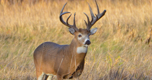 8 Top Deer Hunting Accessories for 2024